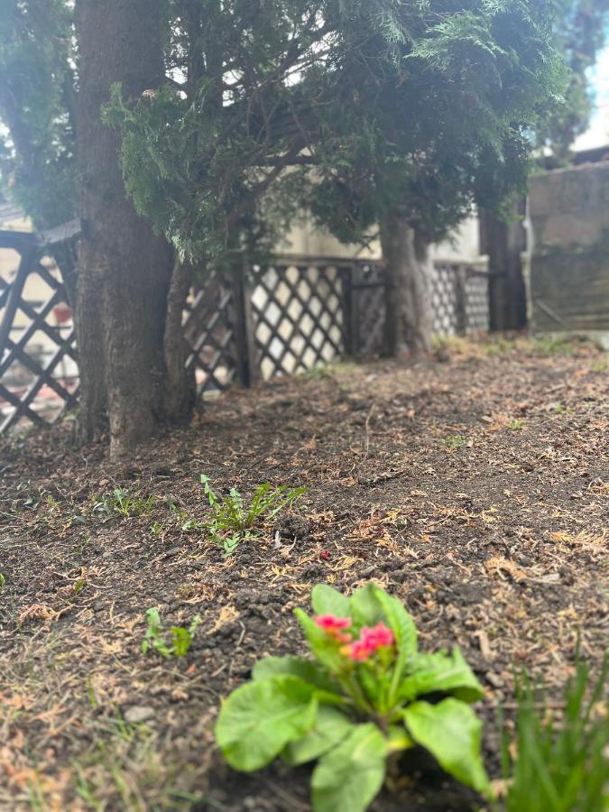 Timi Residence 브라쇼브 외부 사진